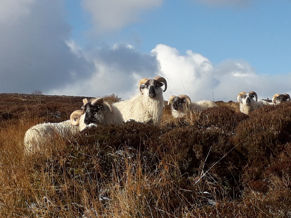 Orkney Boreray sheep on moor