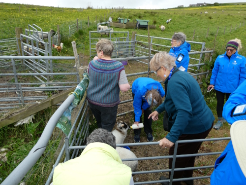 Visitors meeting the sheep with opportunity to feed lambs in early summer